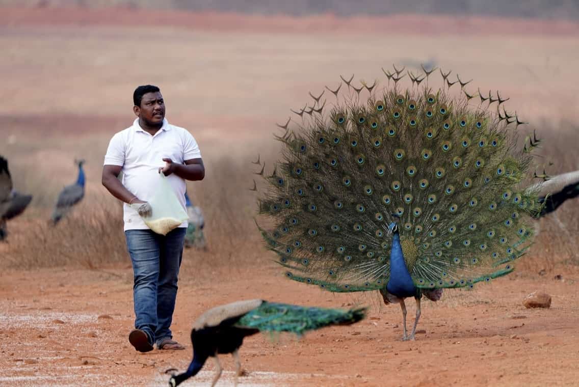 Peacock Valley ,Cuttack